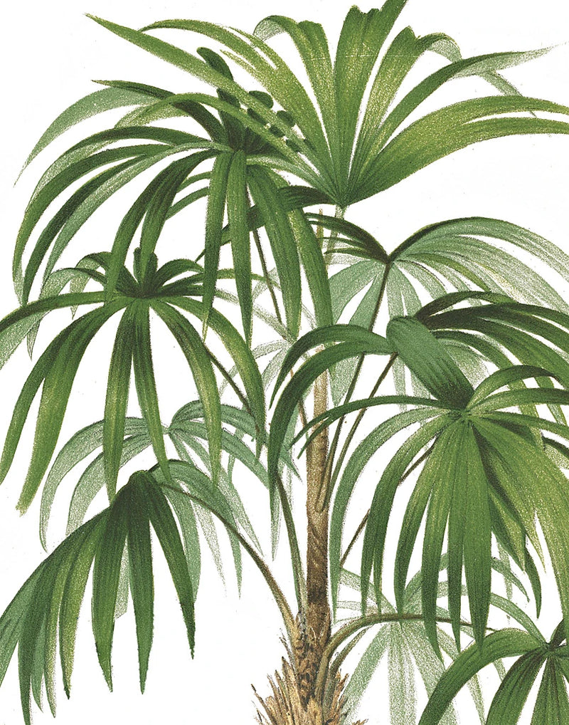 Riviera Palms II Crop by Wild Apple Portfolio