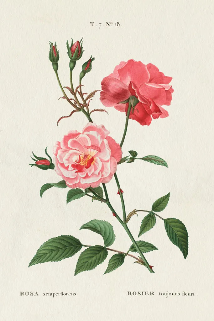 Rosa by Wild Apple Portfolio. SKU 44023h. Archival Giclee Fine art print for wall decor.