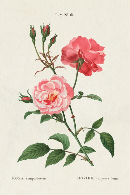 Rosa by Wild Apple Portfolio. SKU 44023h. Archival Giclee Fine art print for wall decor.