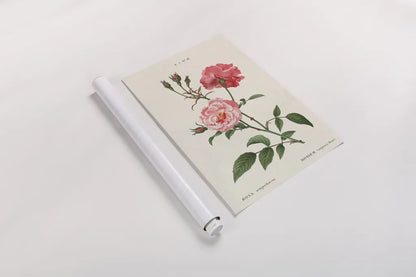 Rosa by Wild Apple Portfolio. shown as a rolled paper print. Available as archival giclee rolled canvas, fine art paper, or poster print. SKU 44023h.