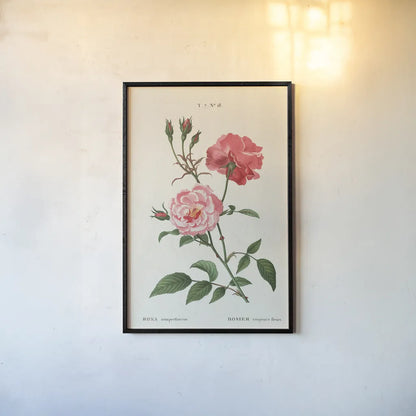 Rosa by Wild Apple Portfolio. shown as a paper print in a black flame. Available as a archival giclee rolled canvas, fine art paper, or poster print. SKU 44023h.