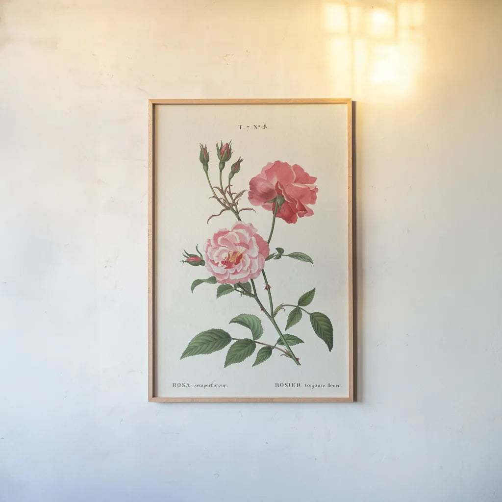 Rosa by Wild Apple Portfolio. shown as a paper print in a natural frame. Available as a archival giclee rolled canvas, fine art paper, or poster print. SKU 44023h.