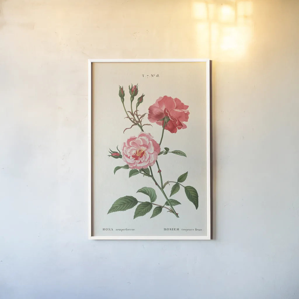 Rosa by Wild Apple Portfolio. shown as a paper print in a white frame. Available as a archival giclee rolled canvas, fine art paper, or poster print. SKU 44023h.