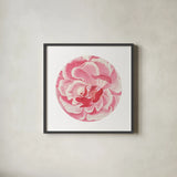 Rosa Circle by Wild Apple Portfolio. Shown in a sleek black glass frame for a contemporary gallery look. Available as an archival giclee rolled canvas, fine art paper, or poster print. SKU 44025a.