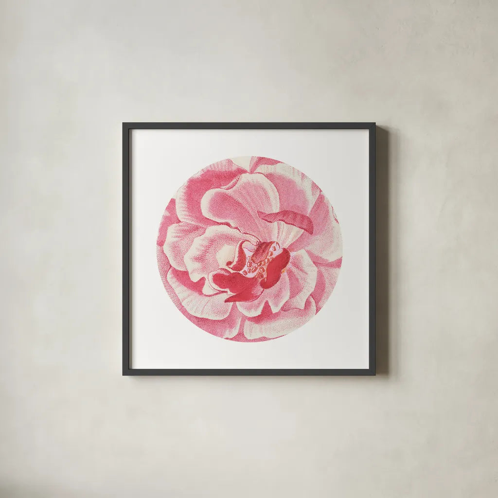 Rosa Circle by Wild Apple Portfolio. Shown in a sleek black glass frame for a contemporary gallery look. Available as an archival giclee rolled canvas, fine art paper, or poster print. SKU 44025a.