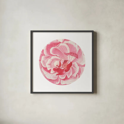 Rosa Circle by Wild Apple Portfolio. Shown in a sleek black glass frame for a contemporary gallery look. Available as an archival giclee rolled canvas, fine art paper, or poster print. SKU 44025a.