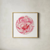 Rosa Circle by Wild Apple Portfolio. Shown in a natural wood glass frame for a timeless modern aesthetic. Available as an archival giclee rolled canvas, fine art paper, or poster print. SKU 44025a.