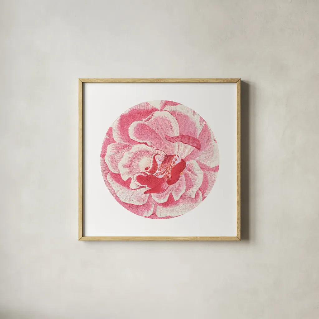 Rosa Circle by Wild Apple Portfolio. Shown in a natural wood glass frame for a timeless modern aesthetic. Available as an archival giclee rolled canvas, fine art paper, or poster print. SKU 44025a.