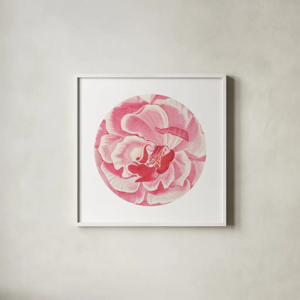 Rosa Circle by Wild Apple Portfolio. Shown in a crisp white glass frame for a clean and minimalist style. Available as an archival giclee rolled canvas, fine art paper, or poster print. SKU 44025a.