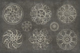 Rosette IX Gray by Wild Apple Portfolio. SKU 21581i. Archival Giclee Fine art print for wall decor.