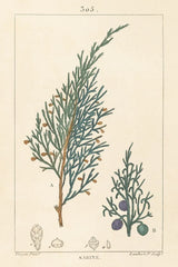 Sabine Drawing by Wild Apple Portfolio. SKU 48460h. Archival Giclee Fine art print for wall decor.