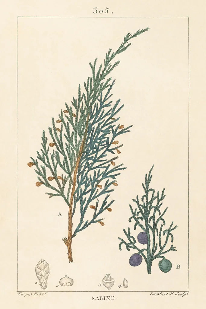 Sabine Drawing by Wild Apple Portfolio. SKU 48460h. Archival Giclee Fine art print for wall decor.