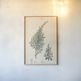 Sabine Drawing by Wild Apple Portfolio. shown as a paper print in a natural frame. Available as a archival giclee rolled canvas, fine art paper, or poster print. SKU 48460h.