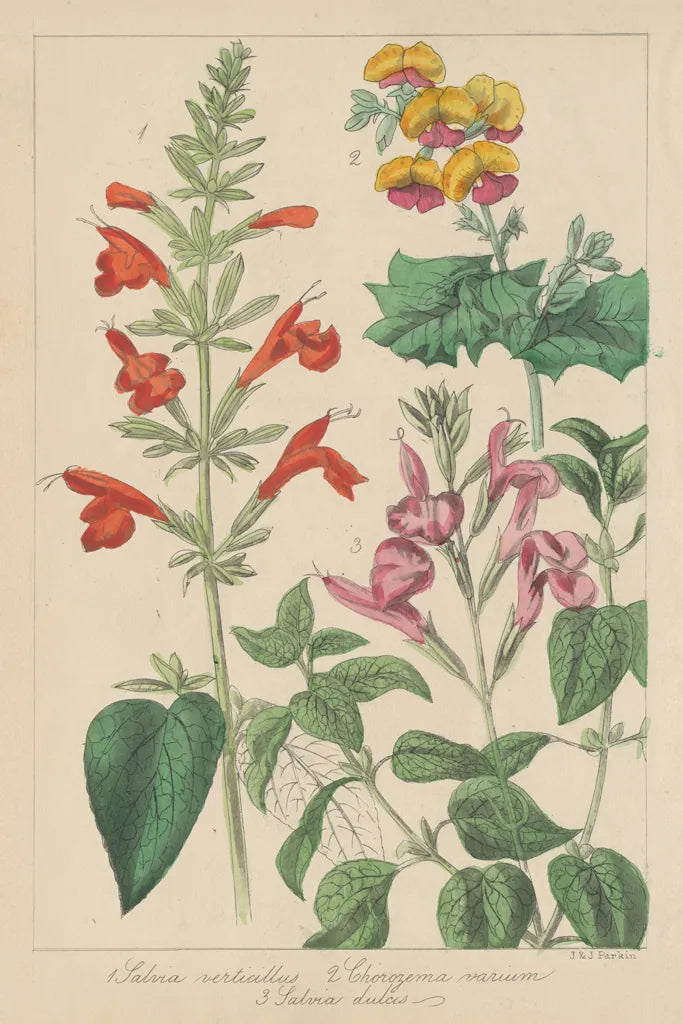Salvia Florals I by Wild Apple Portfolio. SKU 98094h. Archival Giclee Fine art print for wall decor.