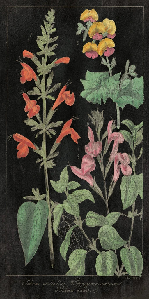 Salvia Florals I on Black by Wild Apple Portfolio