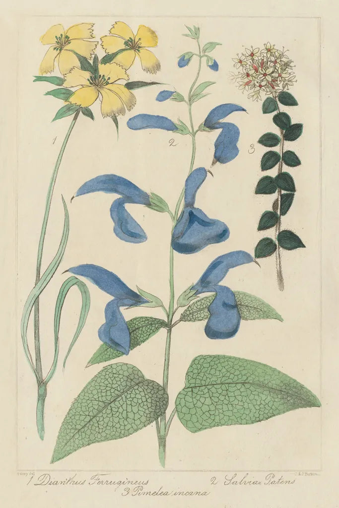 Salvia Florals II by Wild Apple Portfolio. SKU 98095h. Archival Giclee Fine art print for wall decor.