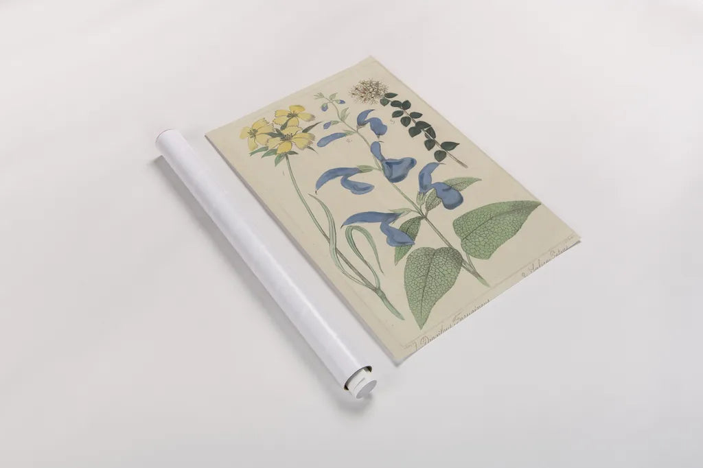 Salvia Florals II by Wild Apple Portfolio. shown as a rolled paper print. Available as archival giclee rolled canvas, fine art paper, or poster print. SKU 98095h.