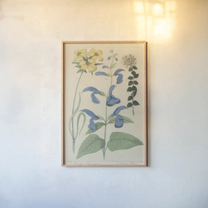 Salvia Florals II by Wild Apple Portfolio. shown as a paper print in a natural frame. Available as a archival giclee rolled canvas, fine art paper, or poster print. SKU 98095h.