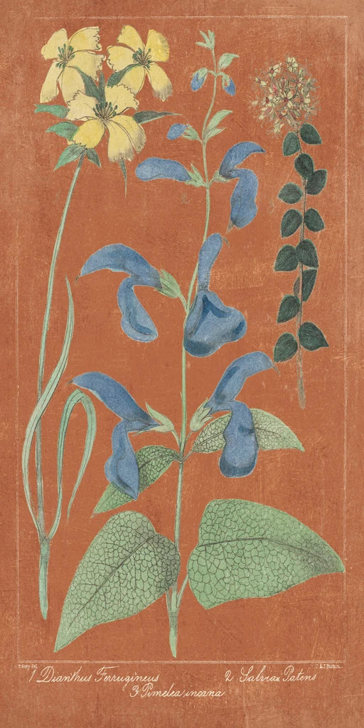 Salvia Florals II Spice by Wild Apple Portfolio