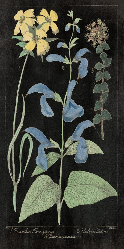 Salvia Florals II on Black by Wild Apple Portfolio