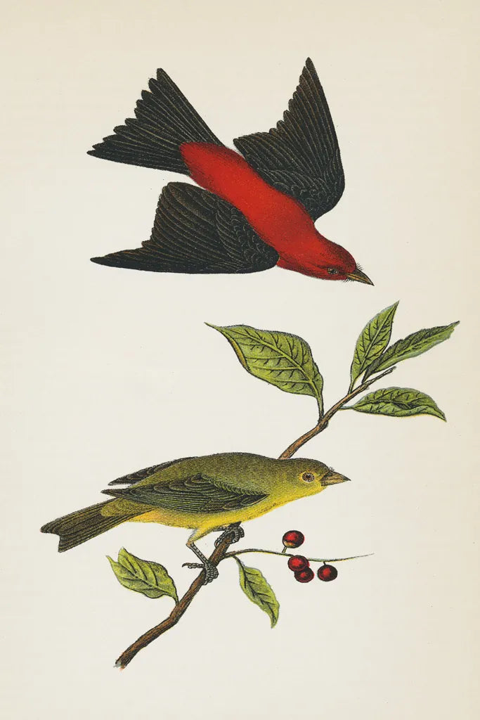 Scarlet Tanager Bright by Wild Apple Portfolio. SKU 76125h. Archival Giclee Fine art print for wall decor.