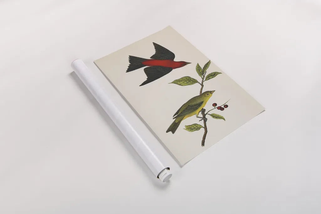 Scarlet Tanager Bright by Wild Apple Portfolio. shown as a rolled paper print. Available as archival giclee rolled canvas, fine art paper, or poster print. SKU 76125h.