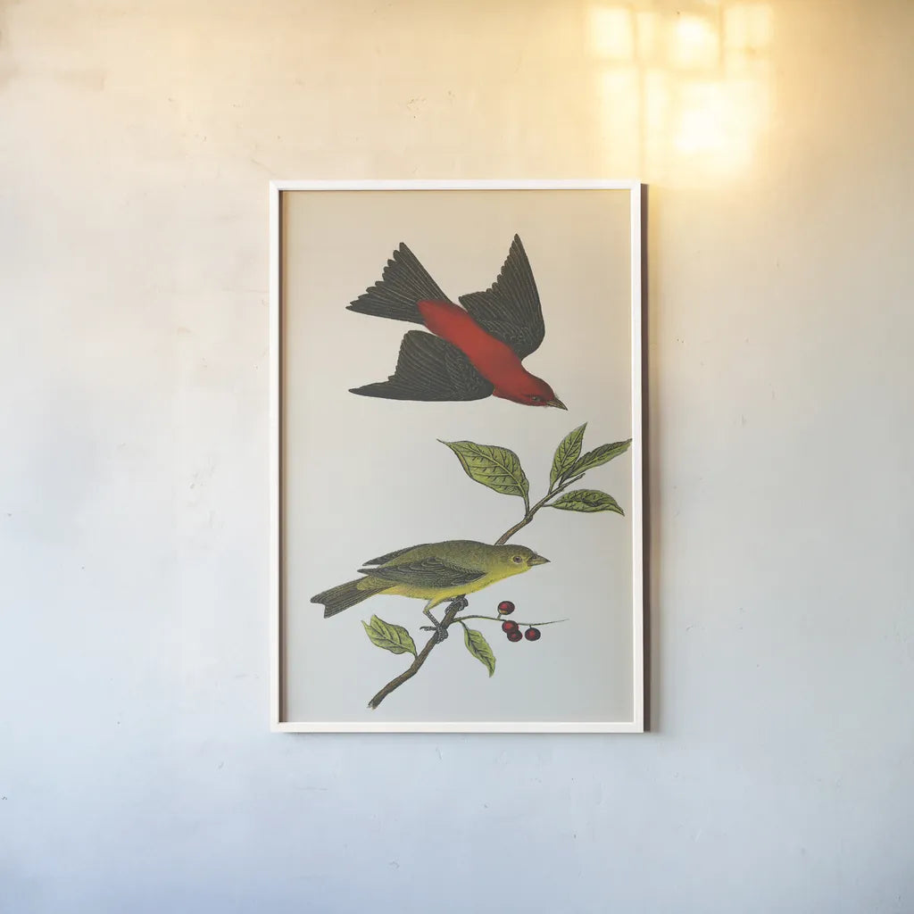 Scarlet Tanager Bright by Wild Apple Portfolio. shown as a paper print in a white frame. Available as a archival giclee rolled canvas, fine art paper, or poster print. SKU 76125h.