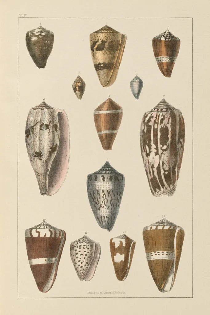 Shell Assorment I by Wild Apple Portfolio. SKU 45755h. Archival Giclee Fine art print for wall decor.