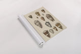 Shell Assorment I by Wild Apple Portfolio. shown as a rolled paper print. Available as archival giclee rolled canvas, fine art paper, or poster print. SKU 45755h.