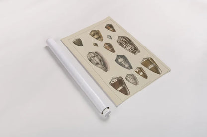 Shell Assorment I by Wild Apple Portfolio. shown as a rolled paper print. Available as archival giclee rolled canvas, fine art paper, or poster print. SKU 45755h.