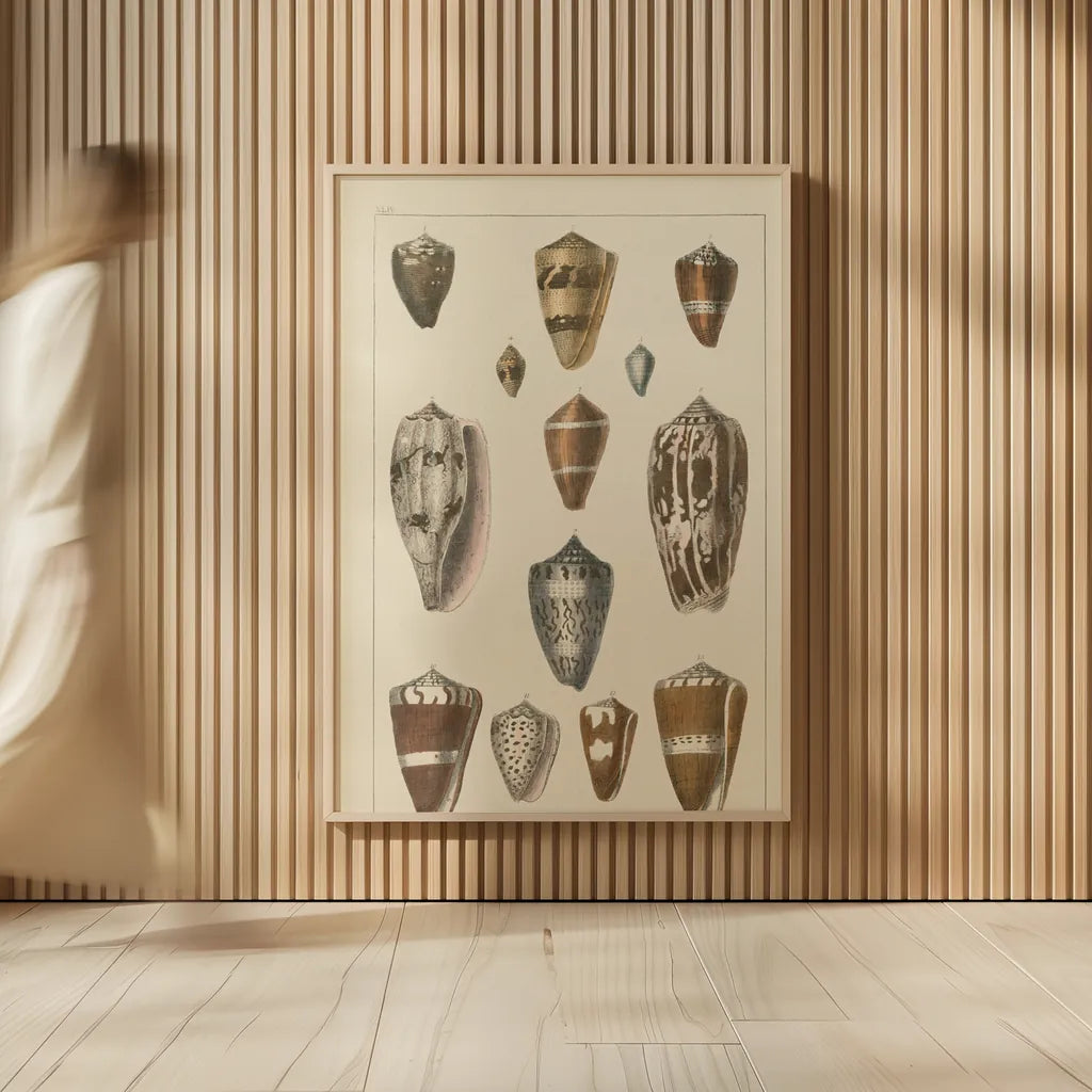 Shell Assorment I by Wild Apple Portfolio. shown as over sized large wall art. Available as an archival giclee rolled canvas, fine art paper, or poster print. SKU 45755h.