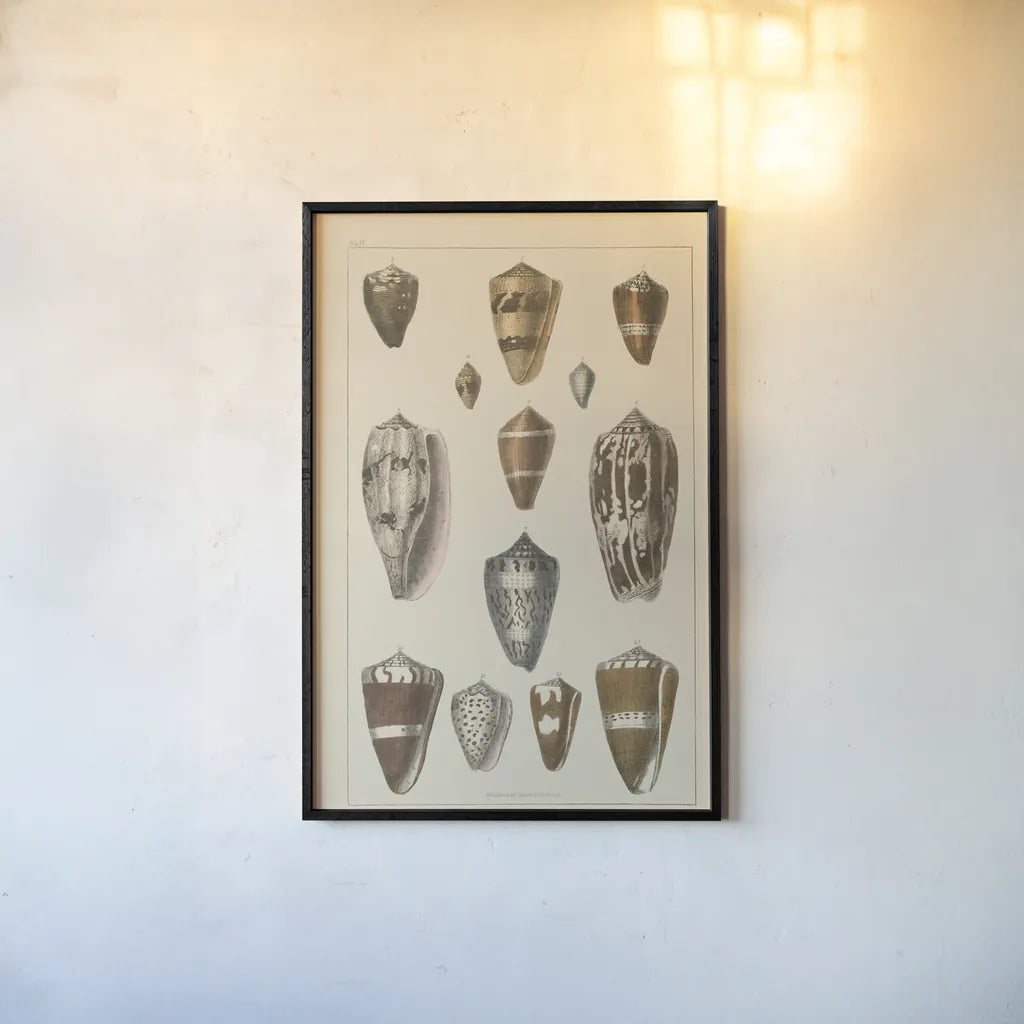 Shell Assorment I by Wild Apple Portfolio. shown as a paper print in a black flame. Available as a archival giclee rolled canvas, fine art paper, or poster print. SKU 45755h.