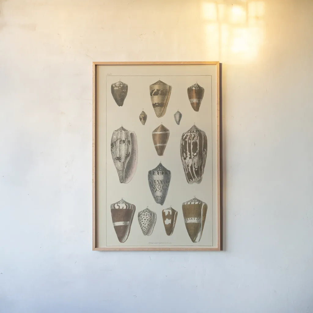Shell Assorment I by Wild Apple Portfolio. shown as a paper print in a natural frame. Available as a archival giclee rolled canvas, fine art paper, or poster print. SKU 45755h.