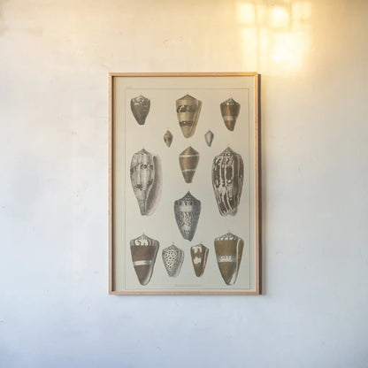 Shell Assorment I by Wild Apple Portfolio. shown as a paper print in a natural frame. Available as a archival giclee rolled canvas, fine art paper, or poster print. SKU 45755h.