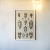 Shell Assorment I by Wild Apple Portfolio. shown as a paper print in a white frame. Available as a archival giclee rolled canvas, fine art paper, or poster print. SKU 45755h.