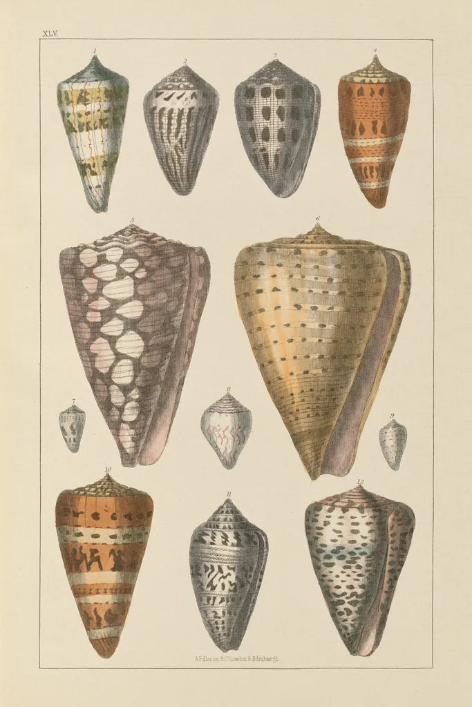 Shell Assorment II by Wild Apple Portfolio. SKU 45756h. Archival Giclee Fine art print for wall decor.
