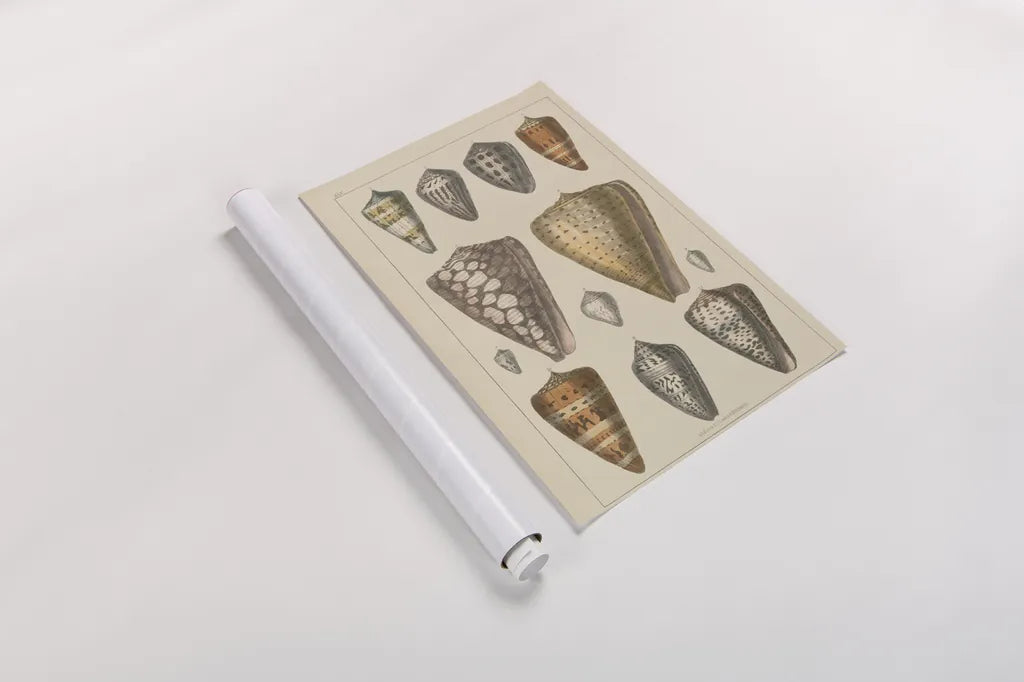 Shell Assorment II by Wild Apple Portfolio. shown as a rolled paper print. Available as archival giclee rolled canvas, fine art paper, or poster print. SKU 45756h.