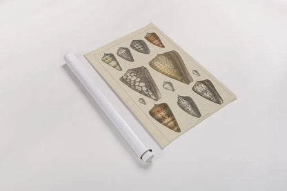 Shell Assorment II by Wild Apple Portfolio. shown as a rolled paper print. Available as archival giclee rolled canvas, fine art paper, or poster print. SKU 45756h.