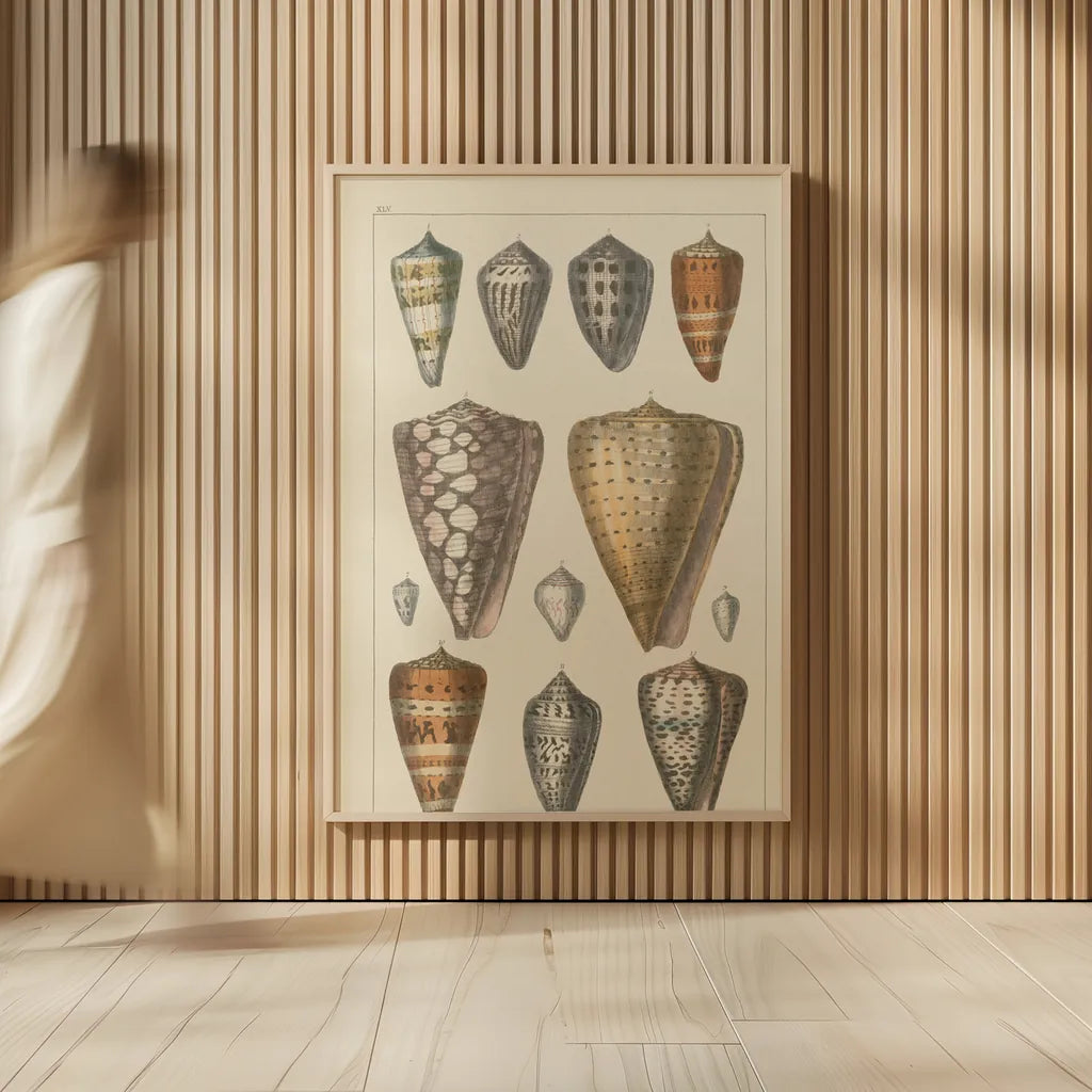 Shell Assorment II by Wild Apple Portfolio. shown as over sized large wall art. Available as an archival giclee rolled canvas, fine art paper, or poster print. SKU 45756h.