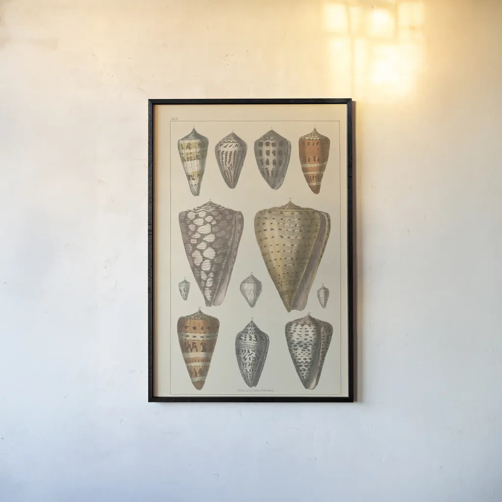 Shell Assorment II by Wild Apple Portfolio. shown as a paper print in a black flame. Available as a archival giclee rolled canvas, fine art paper, or poster print. SKU 45756h.