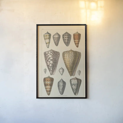 Shell Assorment II by Wild Apple Portfolio. shown as a paper print in a black flame. Available as a archival giclee rolled canvas, fine art paper, or poster print. SKU 45756h.
