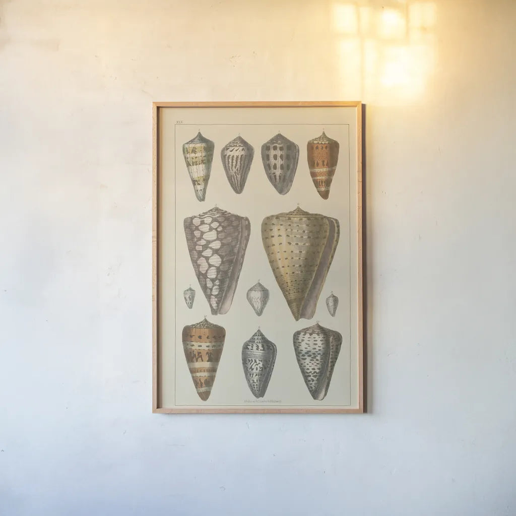 Shell Assorment II by Wild Apple Portfolio. shown as a paper print in a natural frame. Available as a archival giclee rolled canvas, fine art paper, or poster print. SKU 45756h.