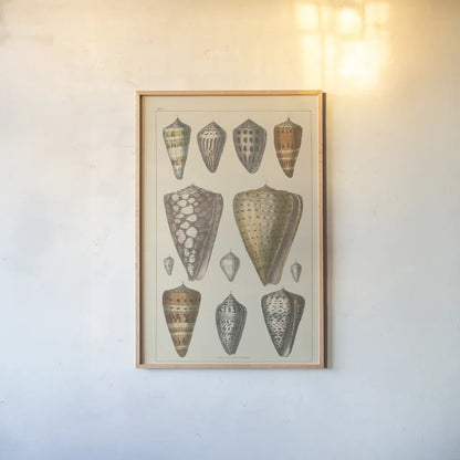 Shell Assorment II by Wild Apple Portfolio. shown as a paper print in a natural frame. Available as a archival giclee rolled canvas, fine art paper, or poster print. SKU 45756h.