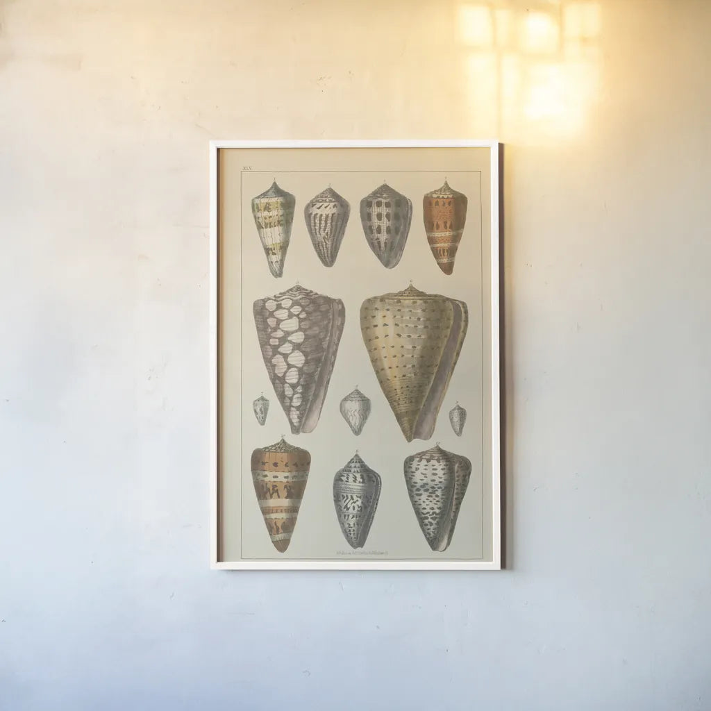 Shell Assorment II by Wild Apple Portfolio. shown as a paper print in a white frame. Available as a archival giclee rolled canvas, fine art paper, or poster print. SKU 45756h.