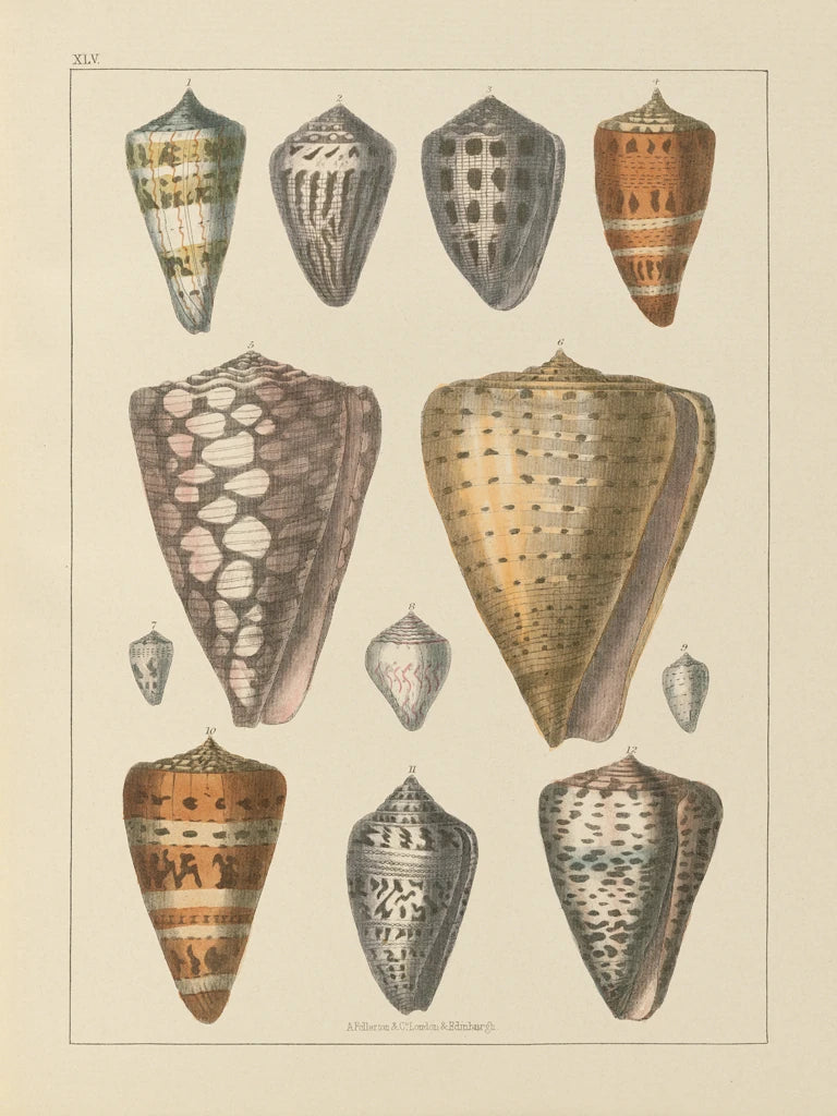 Shell Assorment II v2 by Wild Apple Portfolio