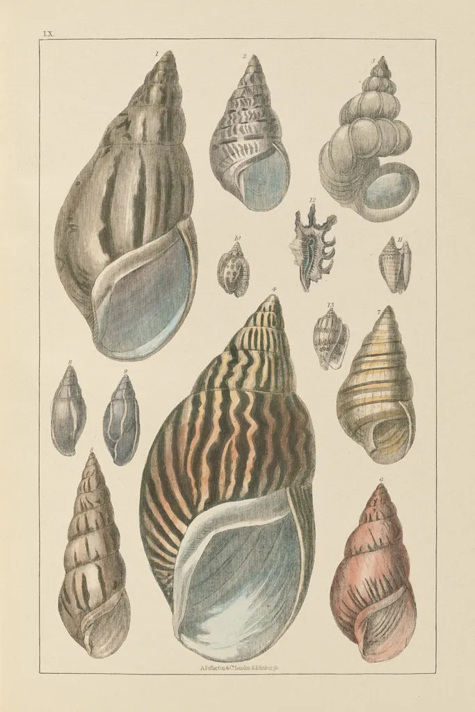 Shell Assorment III by Wild Apple Portfolio. SKU 45757h. Archival Giclee Fine art print for wall decor.