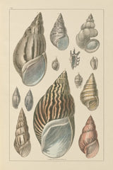 Shell Assorment III by Wild Apple Portfolio. SKU 45757h. Archival Giclee Fine art print for wall decor.