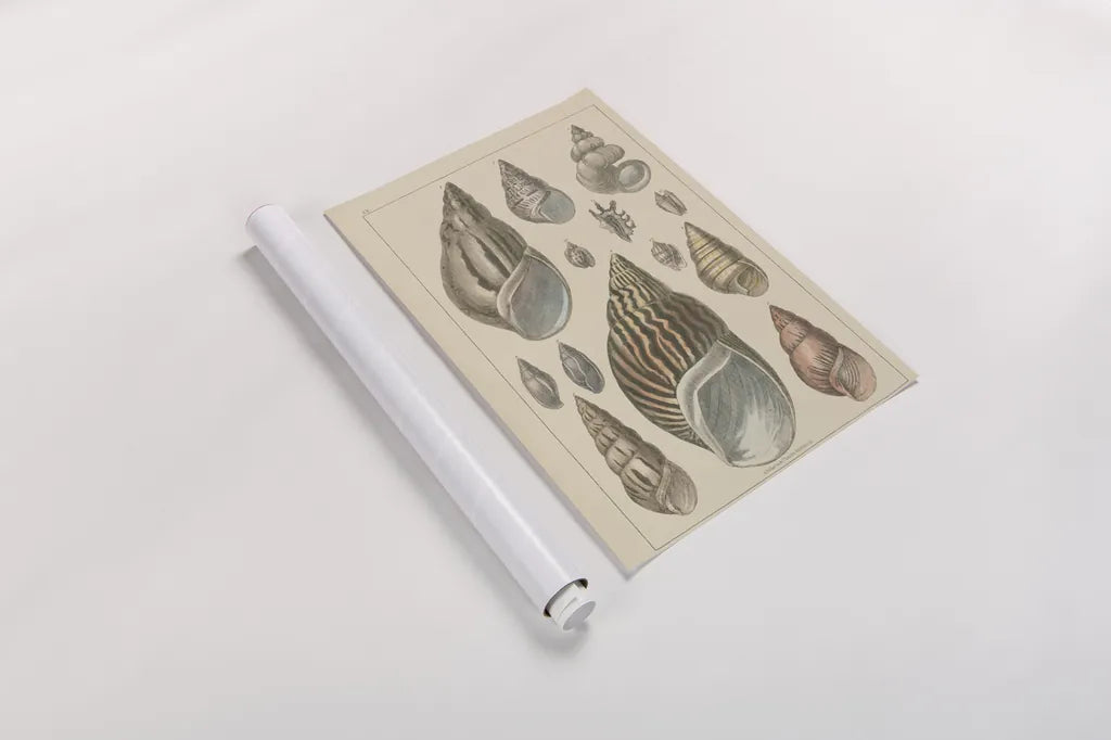 Shell Assorment III by Wild Apple Portfolio. shown as a rolled paper print. Available as archival giclee rolled canvas, fine art paper, or poster print. SKU 45757h.