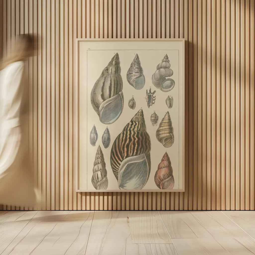 Shell Assorment III by Wild Apple Portfolio. shown as over sized large wall art. Available as an archival giclee rolled canvas, fine art paper, or poster print. SKU 45757h.