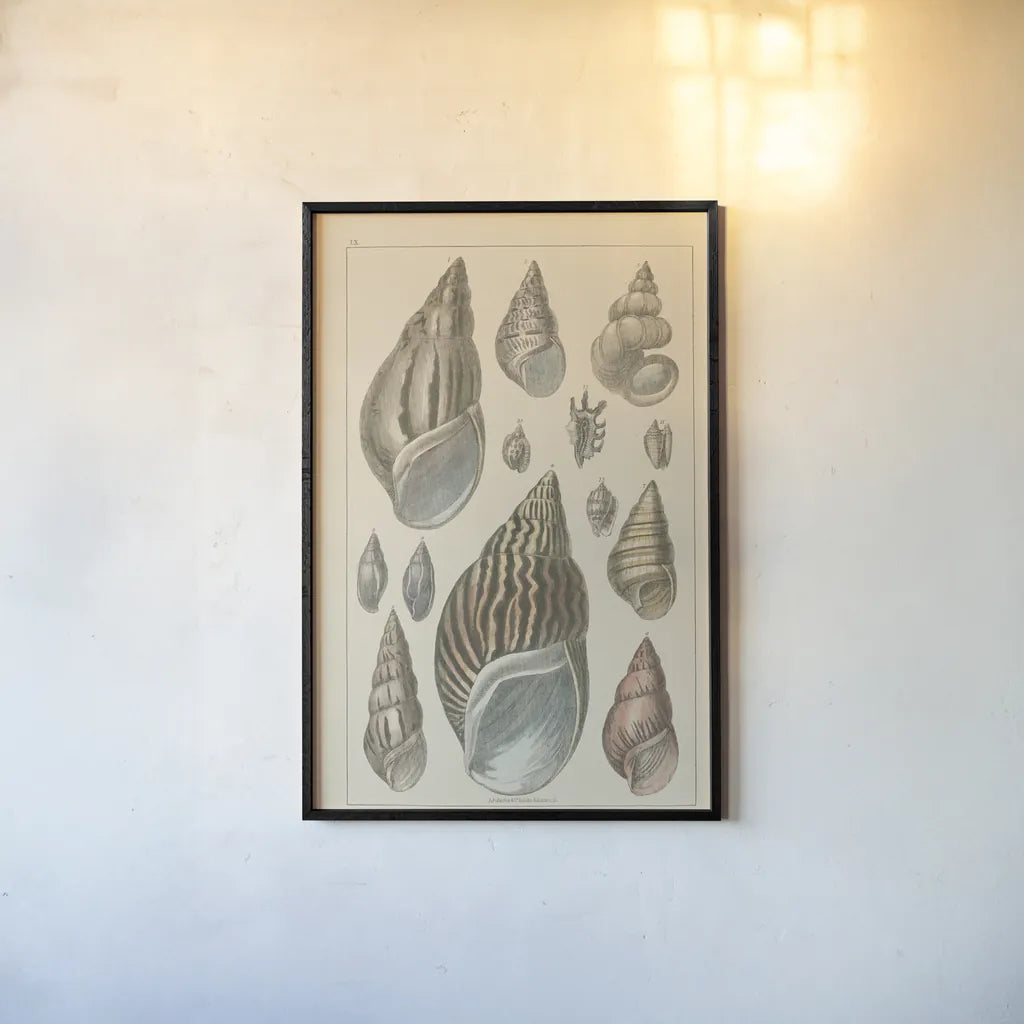 Shell Assorment III by Wild Apple Portfolio. shown as a paper print in a black flame. Available as a archival giclee rolled canvas, fine art paper, or poster print. SKU 45757h.